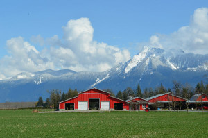 dairy farm