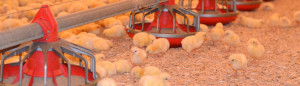 Poultry Bedding - Newborn Chicks stands by the water supply