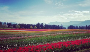 Fraser Valley Tulips -Viviana Lucian Chlorean