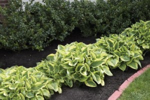 is coloured mulch safe for your garden 1