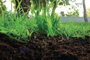 Is Dyed Mulch Safe to Use? Here's One Type OK to Handle