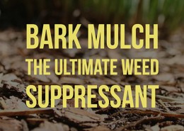 Bark Mulch the ultimate weed suppressant