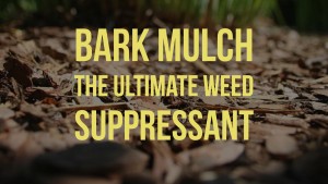 Bark Mulch - the ultimate weed suppressant