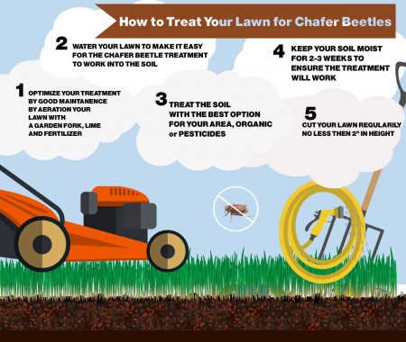 How to Treat your Lawn for the Chafer Beetle - Infographic - Denbow